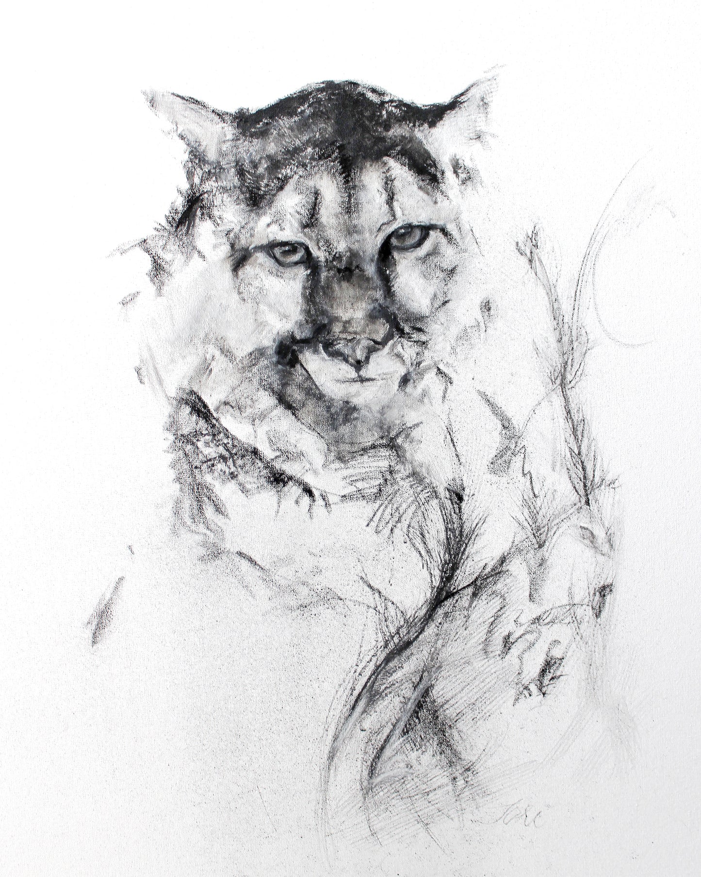 Mountain Lion - Fine Art Print