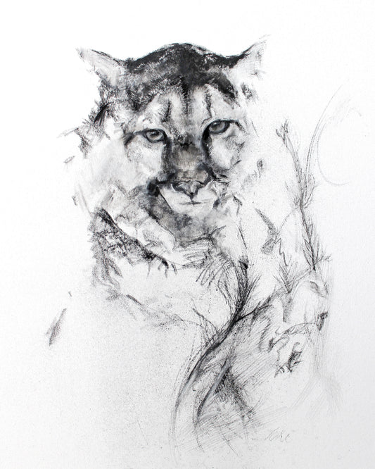 Mountain Lion - Fine Art Print